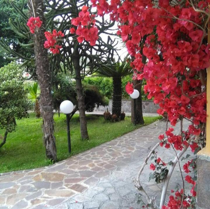Ospitalita Il Noce Bed & Breakfast Brusciano Ngoại thất bức ảnh